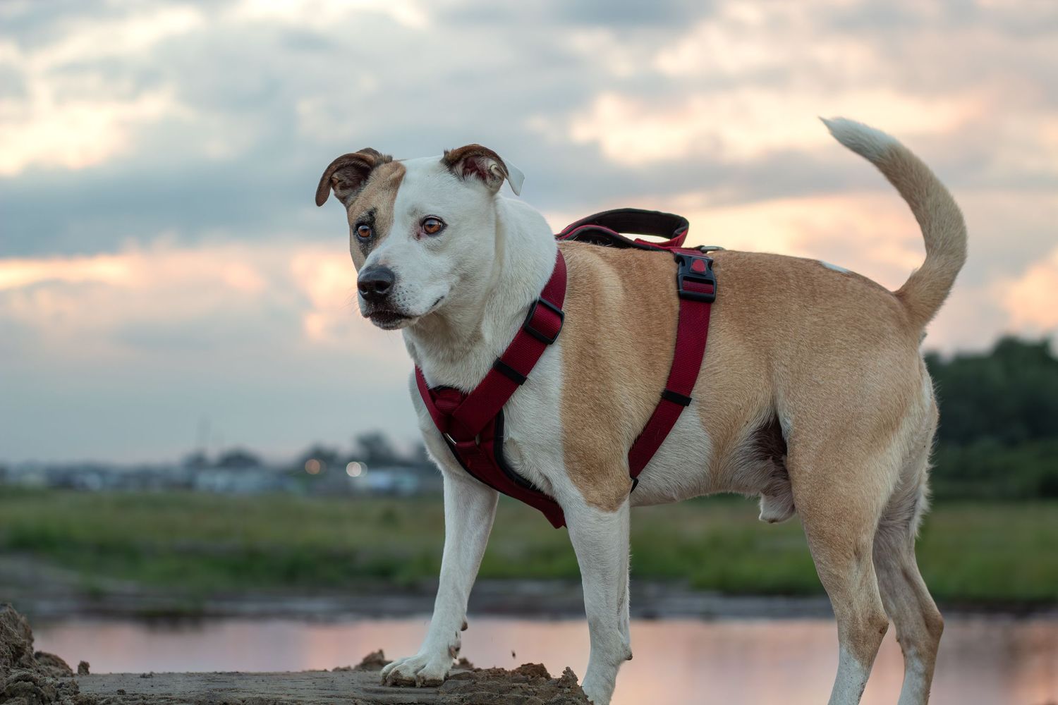A lean tan and white dog wearing a red harness stands on a log near a river at sunset.