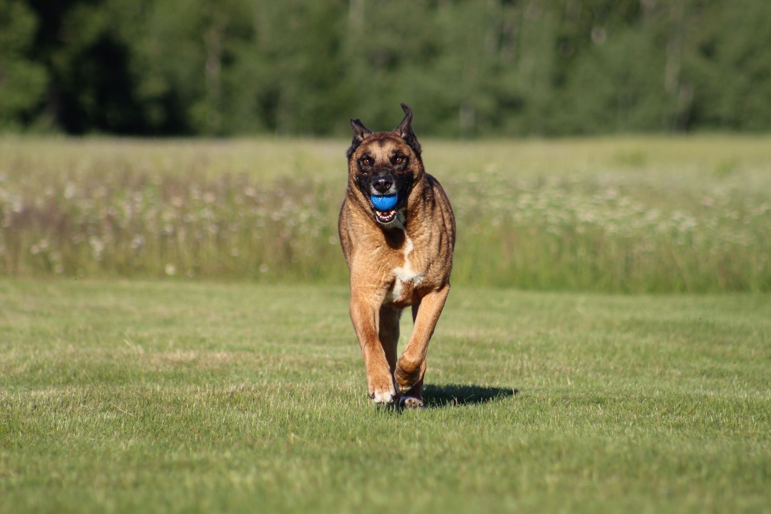 A Belgian Malinois running across a green field carrying a blue ball in its mouth.