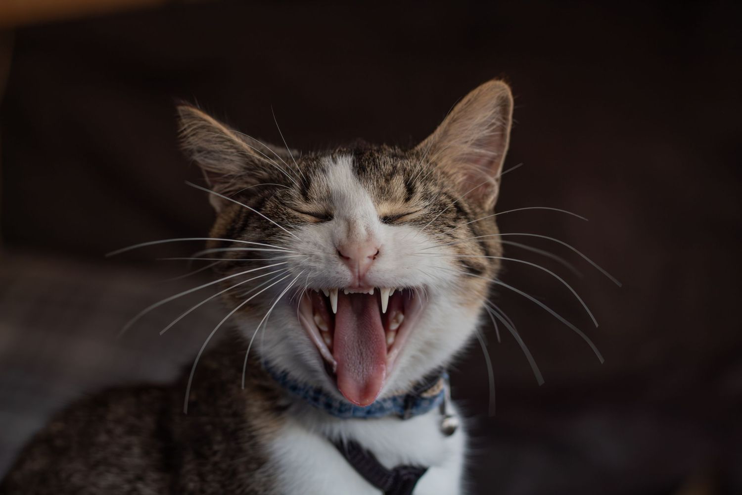 A tabby cat with a blue collar opens its mouth wide showing teeth in a dark room.