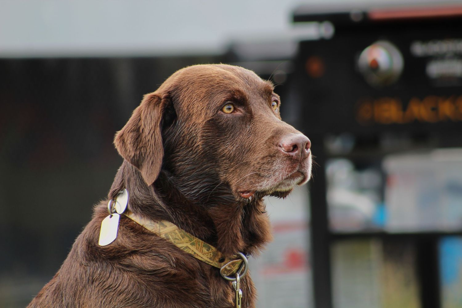 Chocolate Labrador Retriever with a gold collar looking upward outdoors near a black sign.