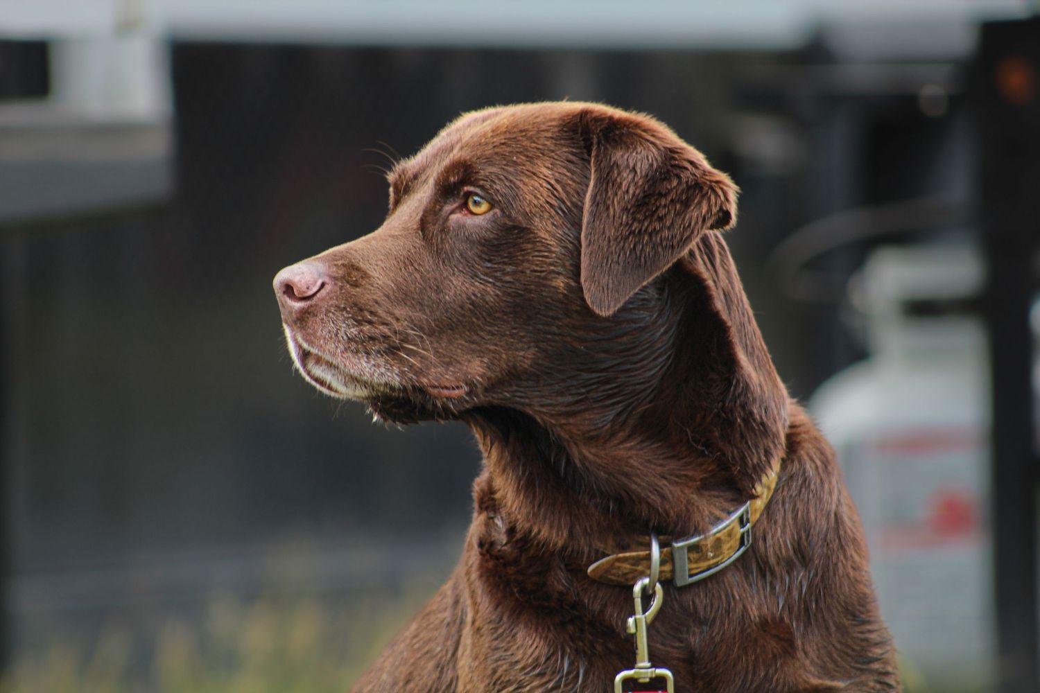 A chocolate Labrador Retriever wearing a yellow collar gazes alertly into the distance outdoors.