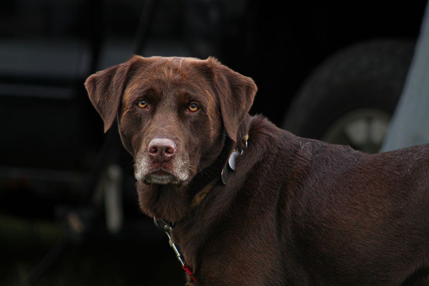 Chocolate Labrador Retriever with a black collar standing outdoors near a dark vehicle.