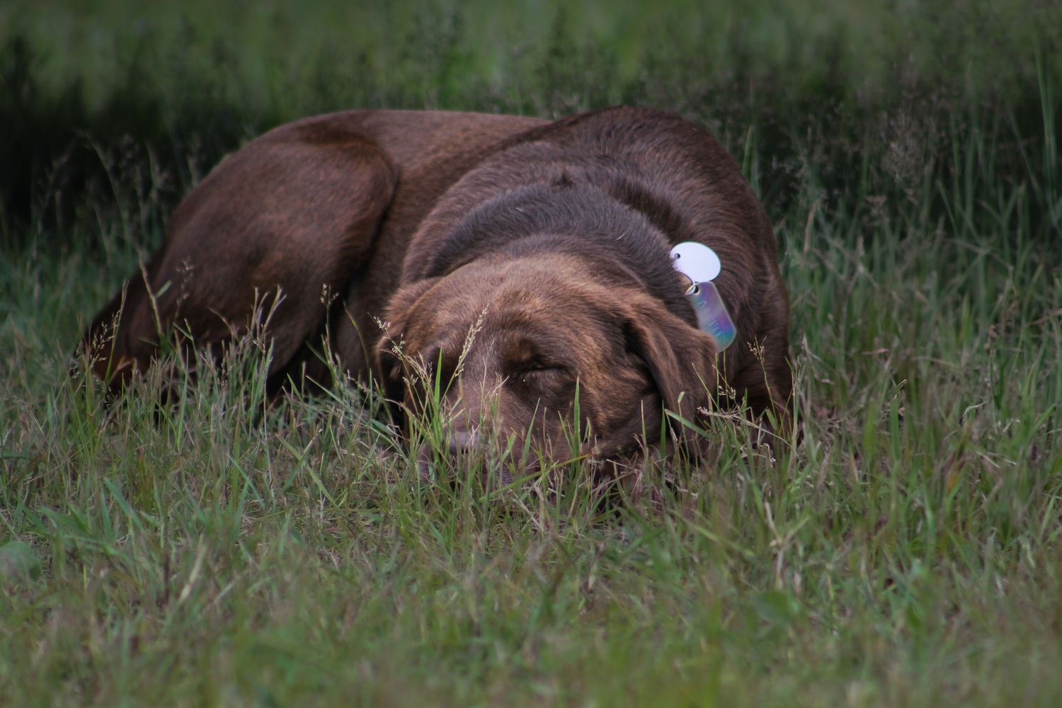 Chocolate Labrador Retriever resting peacefully in green grass with a white object near its head at dusk.