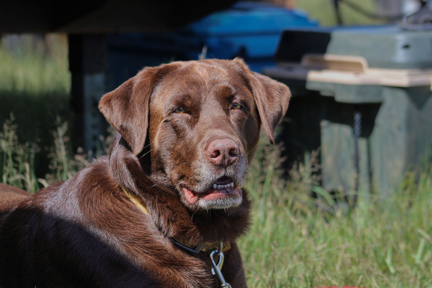 Senior Chocolate Labrador Retriever sitting outdoors in sunlight with a calm and gentle expression on face.