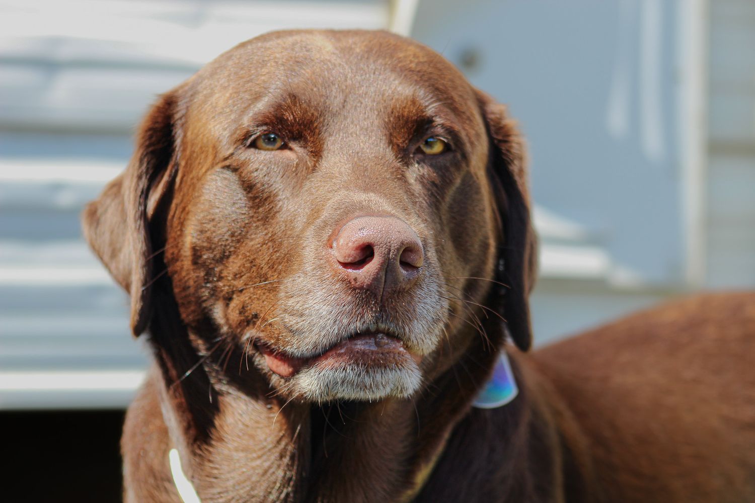 Close-up portrait of a chocolate Labrador Retriever with amber eyes and a pink nose outdoors.