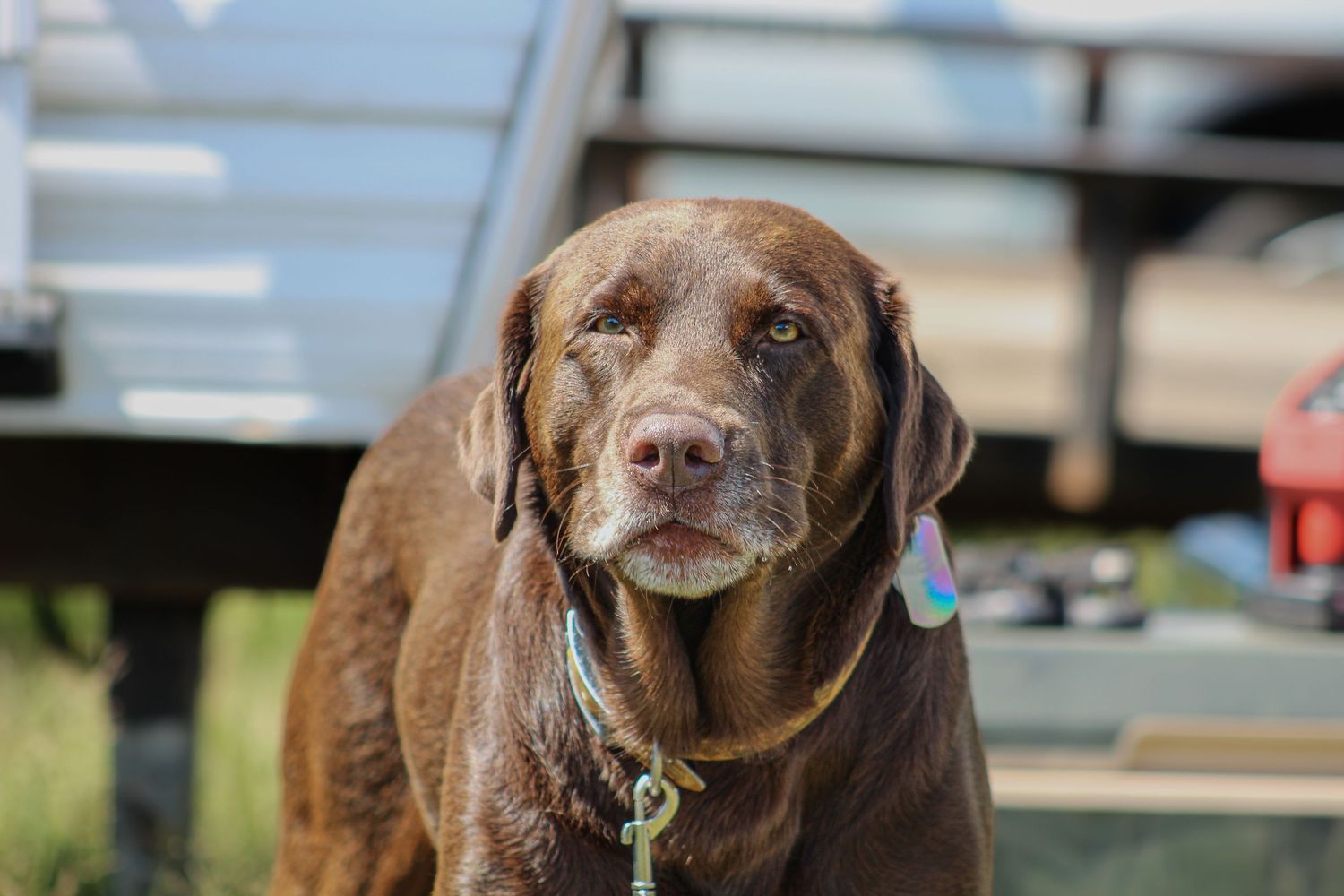 Chocolate Labrador Retriever wearing a green collar with tags standing outdoors near a trailer.