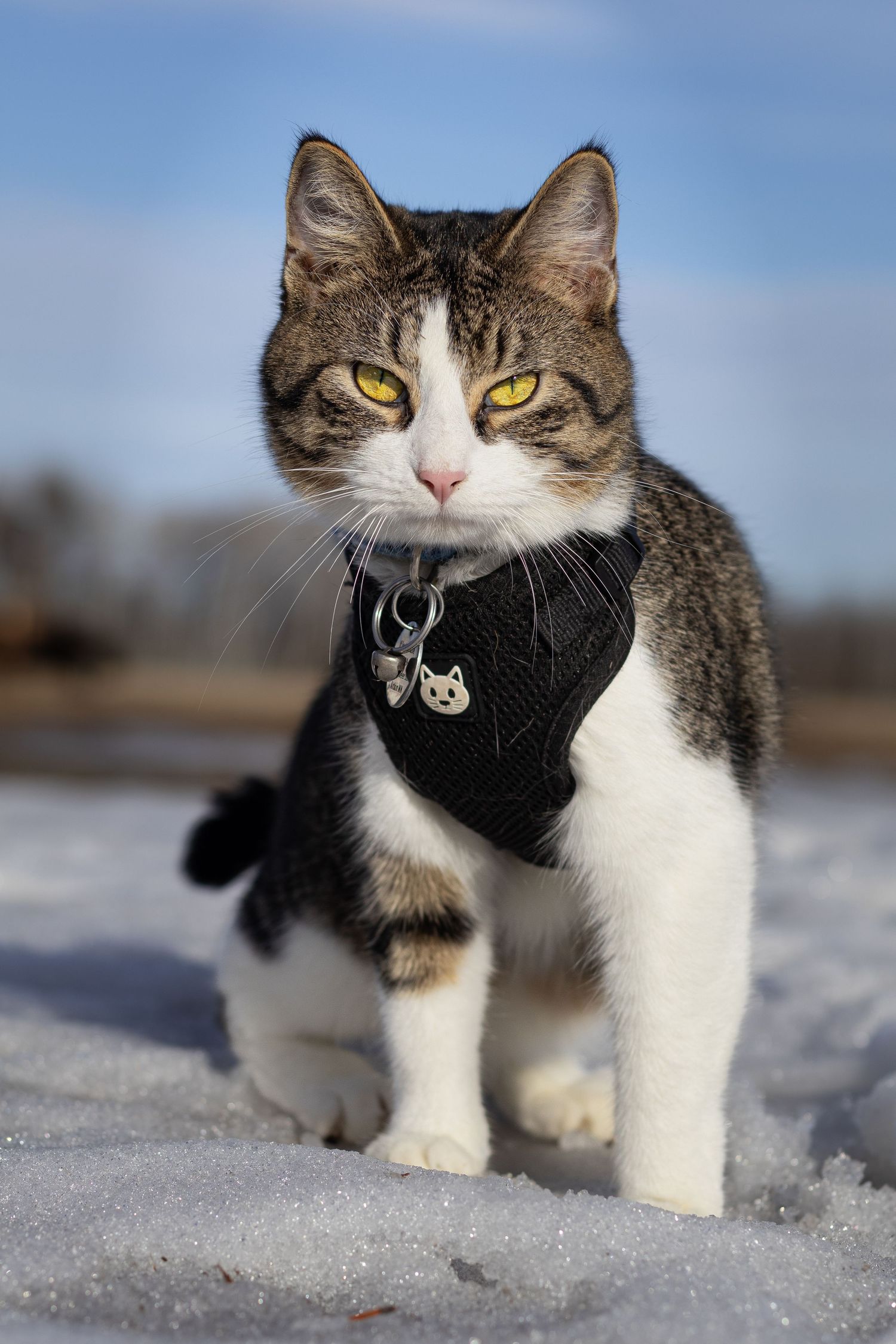 Tabby and white cat with yellow eyes wearing black harness sitting alert in snow under blue sky.