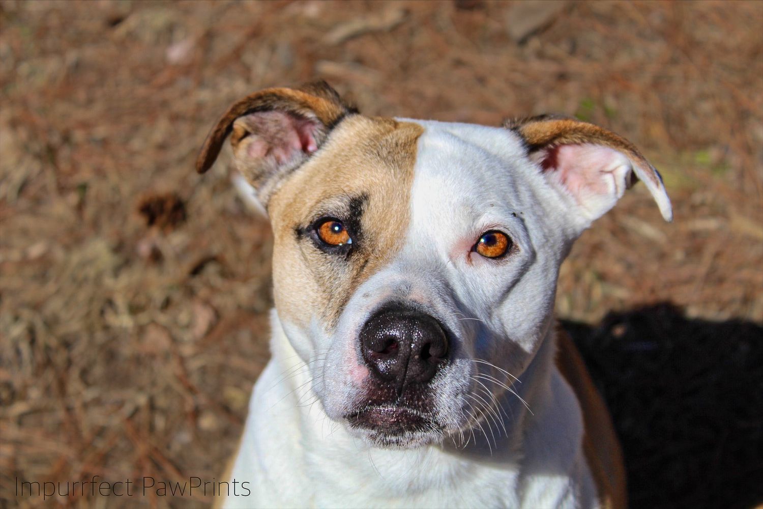 A white and tan American Bulldog with amber eyes looks up at the camera outdoors.