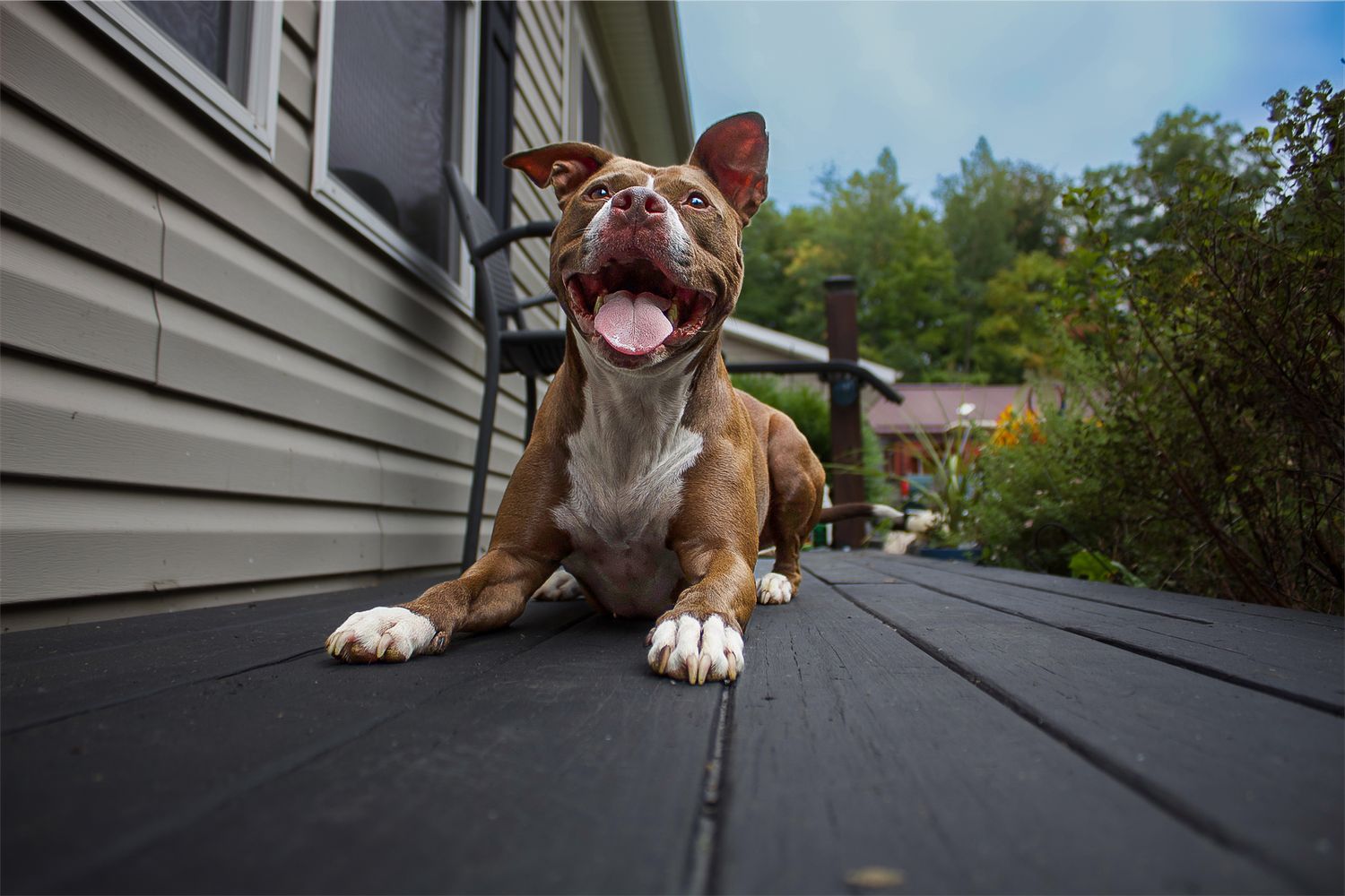 A happy brown and white pit bull dog lies on a wooden deck with mouth open and tongue out.