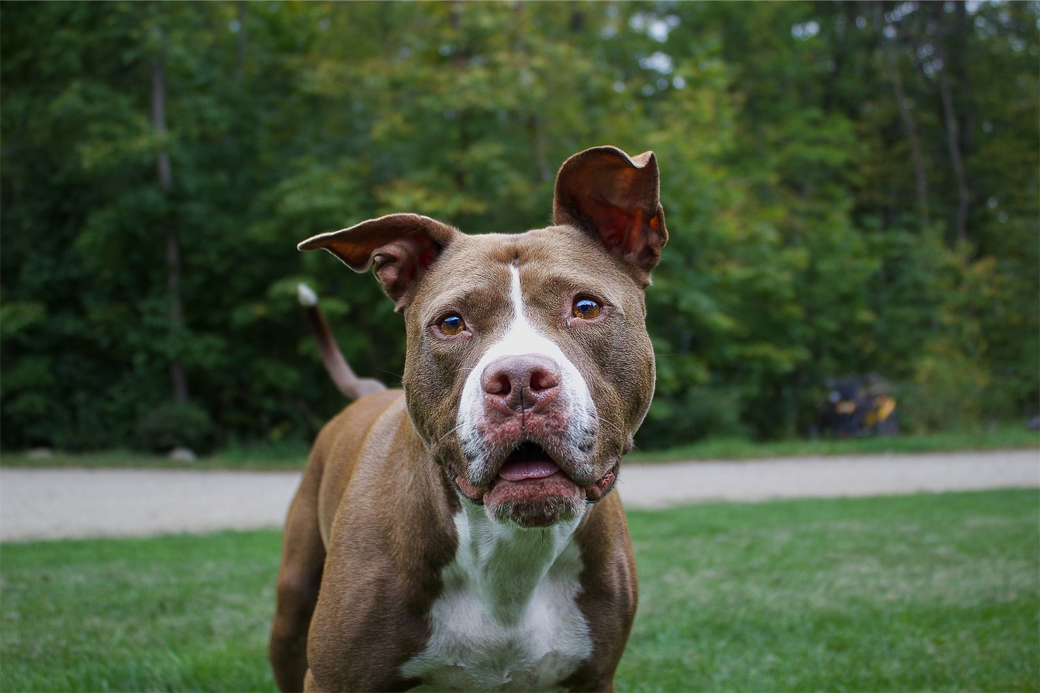 A brown and white pit bull terrier stands alert on green grass with trees in the background.