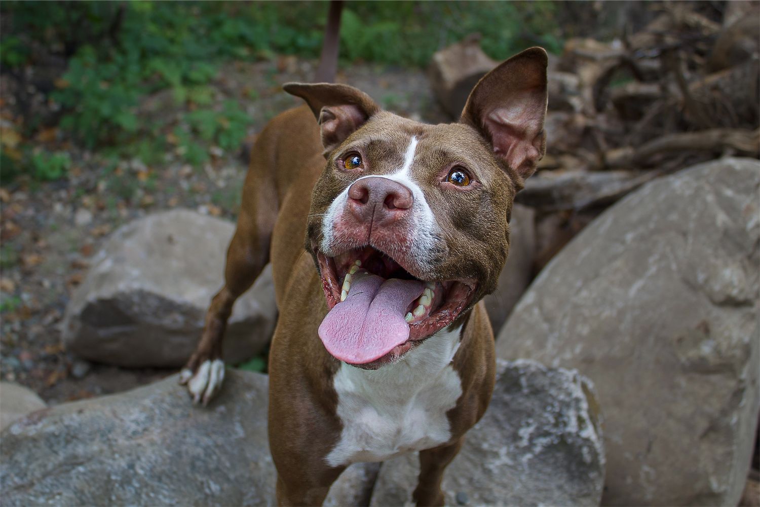 A smiling brown and white pit bull dog sits happily near large rocks with tongue hanging out.