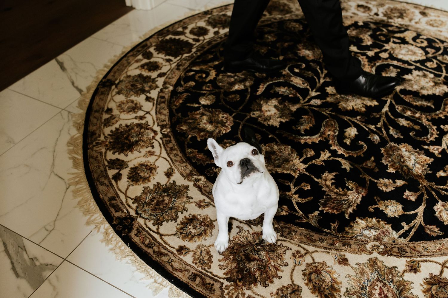 Small white French Bulldog standing on an ornate black and beige circular rug in an interior setting.