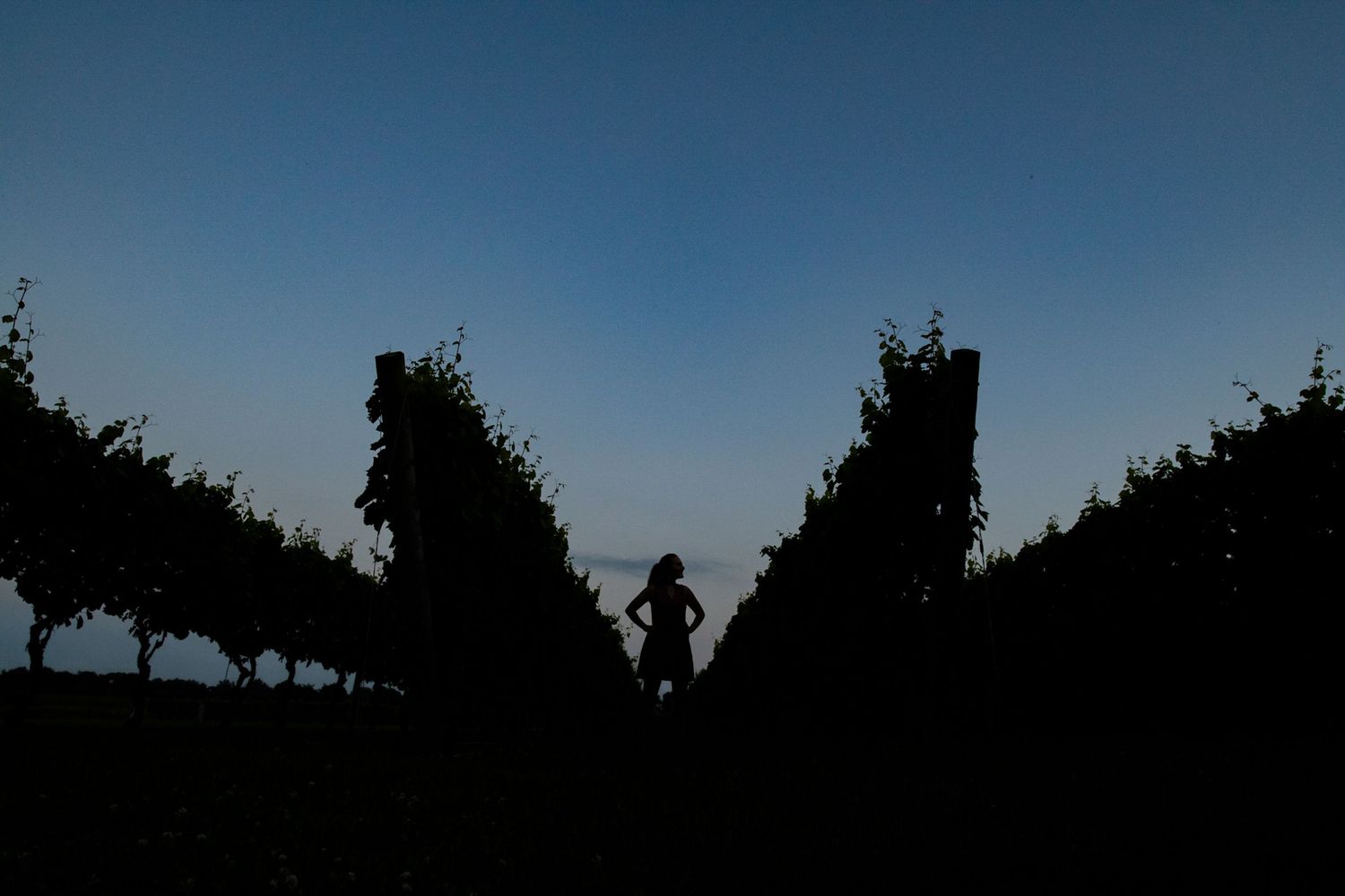 A silhouetted figure running between rows of grapevines at dusk against a deep blue sky.