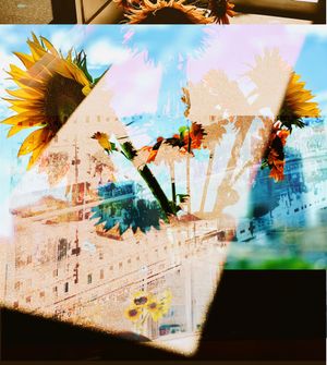 A series of sunflowers against a dreamlike background with distorted light and colors creating an ethereal effect.