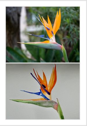Top and bottom views of a vibrant orange and blue Bird of Paradise flower bloom against blurred backgrounds.