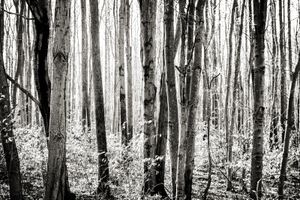 A black and white photograph of tall trees in a misty forest with scattered light filtering through branches.