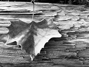 A single autumn maple leaf rests on weathered wood in dramatic black and white.