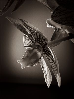 Black and white artistic photograph of an exotic orchid flower with delicate petals and patterns in dramatic lighting.