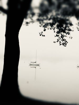 A sailboat silhouetted on a misty lake with a dark tree branch framing the scene in black and white.