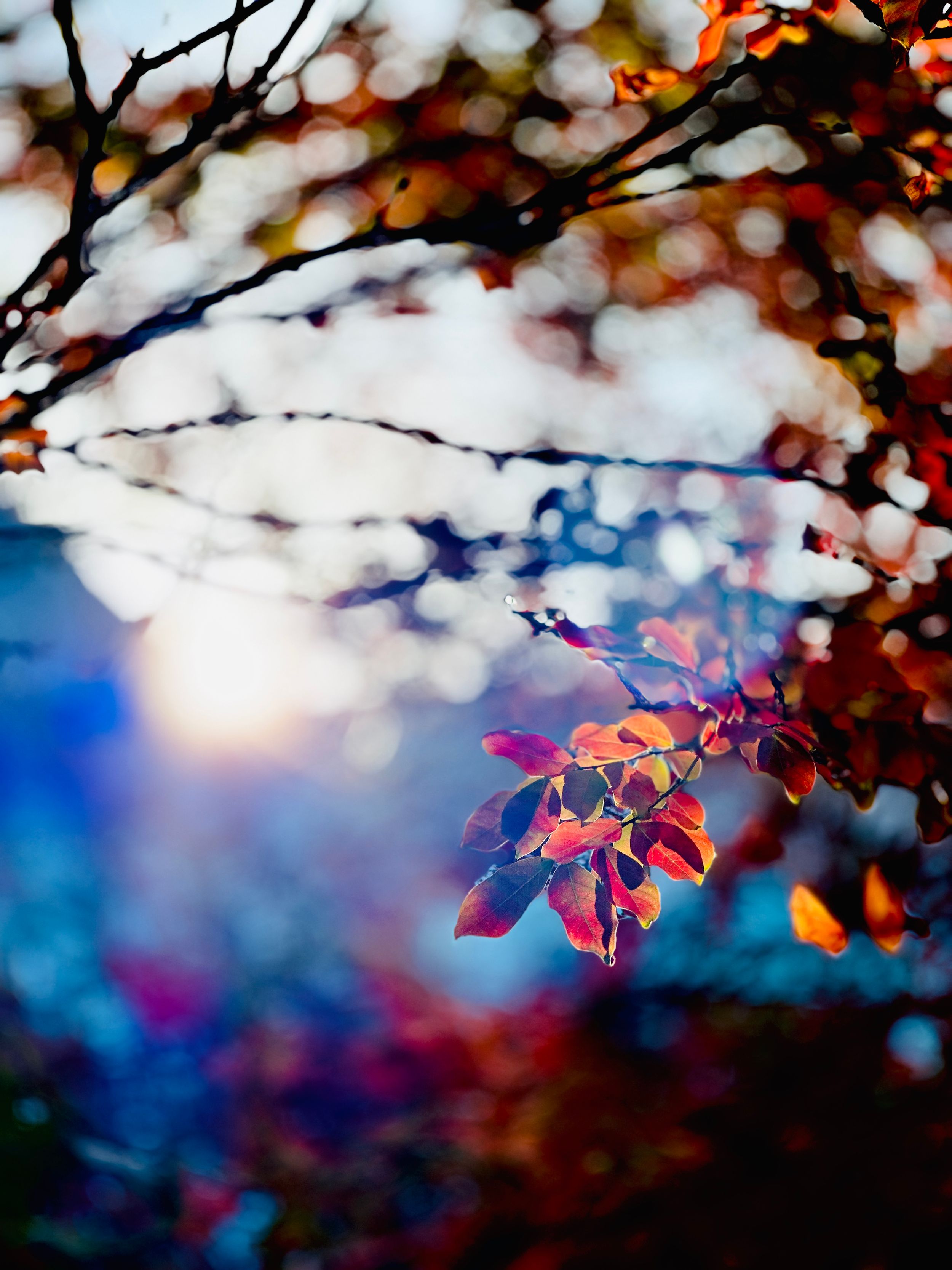 Autumn leaves with red and orange hues against a blurred blue background create a dreamy bokeh effect.