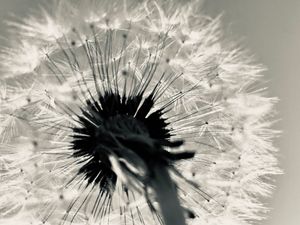 Close-up macro photograph of a dandelion seed head with delicate white seeds against a blurred light background.