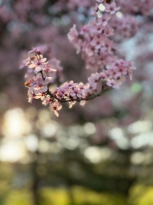Delicate pink cherry blossoms blooming on branches against a soft blurred background in springtime.