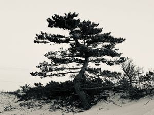 A solitary windswept pine tree stands dramatically on a sandy dune against a pale sky in black and white.