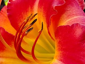 Close-up macro photography shows vibrant red lily petals with yellow stamens against a blurred orange background.
