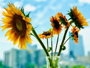 Bright yellow sunflowers bloom against a blurred modern cityscape background on a sunny day.