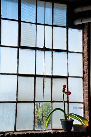 A red amaryllis flower blooms in a pot by a large industrial window with frosted glass panels.