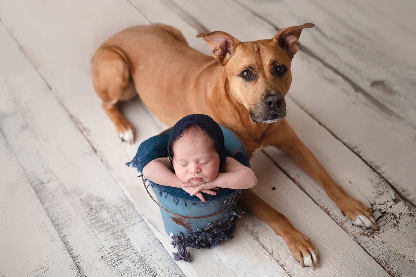 Brown pit bull dog lies next to sleeping newborn baby wearing denim on white wooden floor. Elizabeth Lang Photography Surrey