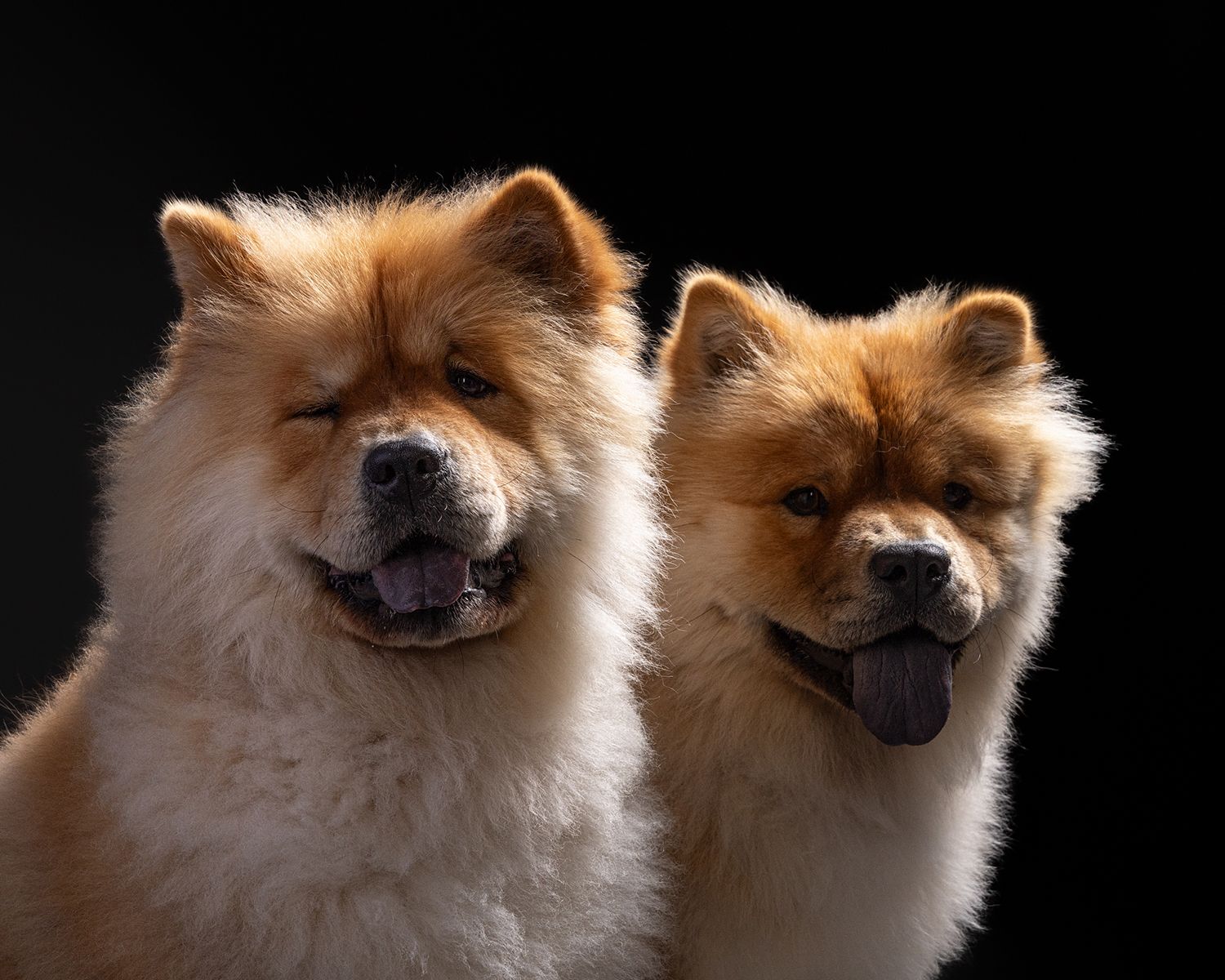 Two fluffy Chow Chow dogs with golden-red fur posing together against a dark black studio background.