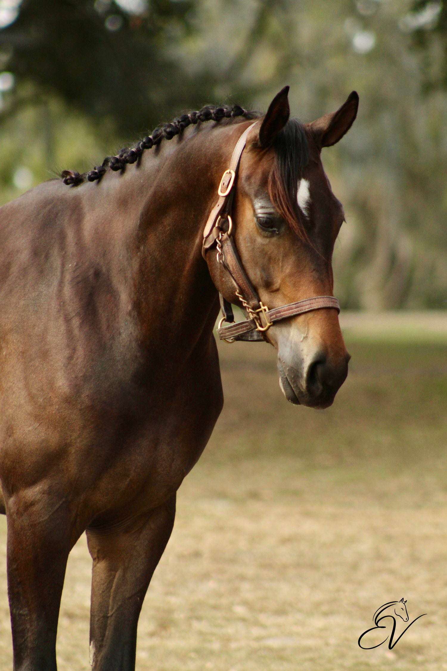 Horse head