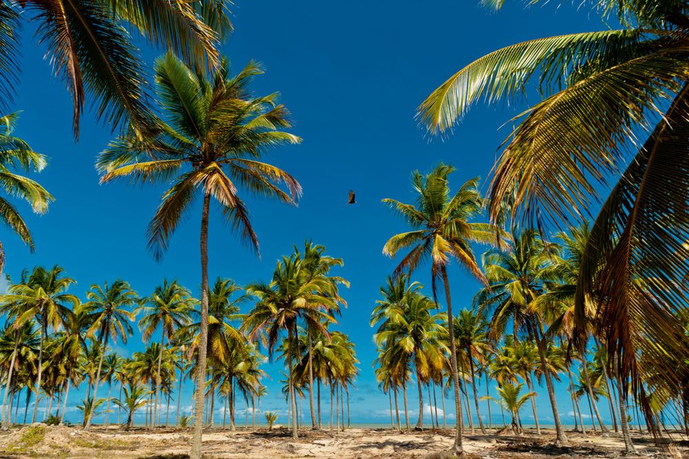 Tall palm trees line a tropical beach against vibrant blue sky in paradise setting.