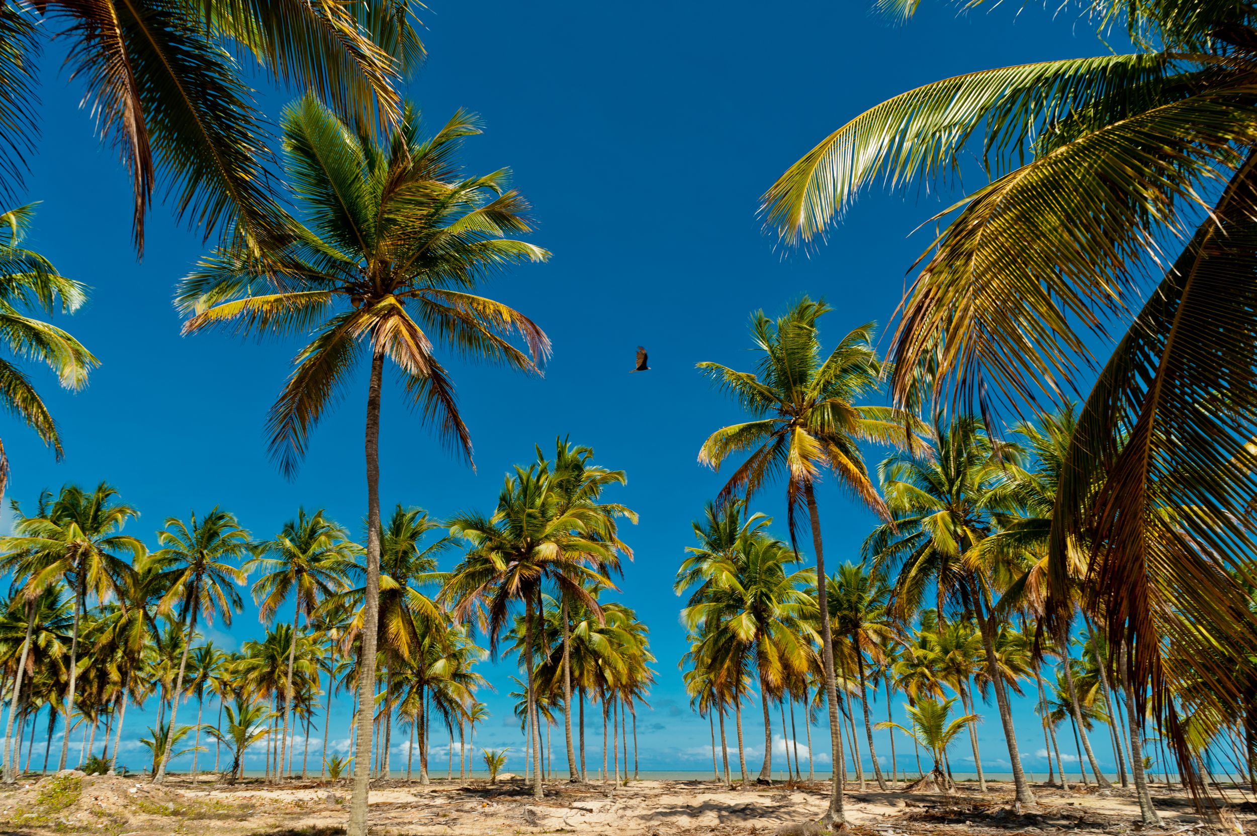 Tall palm trees line a tropical beach against vibrant blue sky in paradise setting.