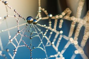 Close-up of dew drops forming intricate patterns on a spider web against a blue background.