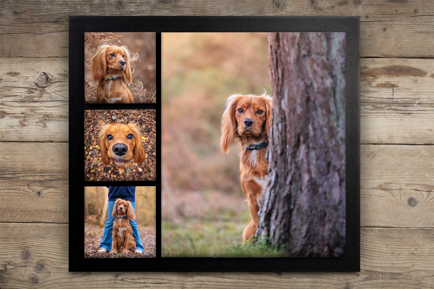 Multiple photos of a golden retriever pup peeking behind a tree trunk and close-up portraits in a collage frame.