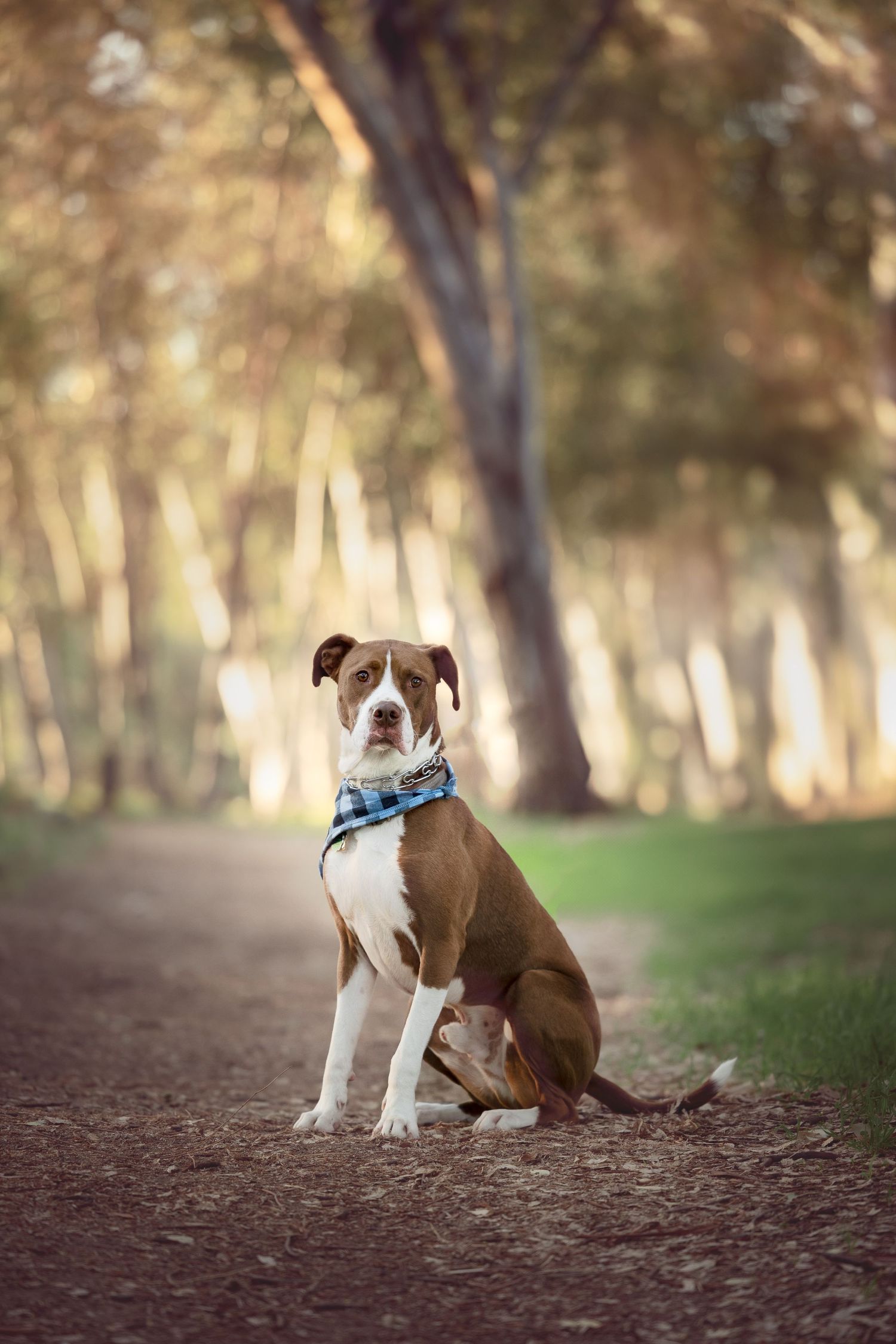 Brown and white pit bull mix dog wearing blue collar sits attentively on dirt path in wooded park setting.