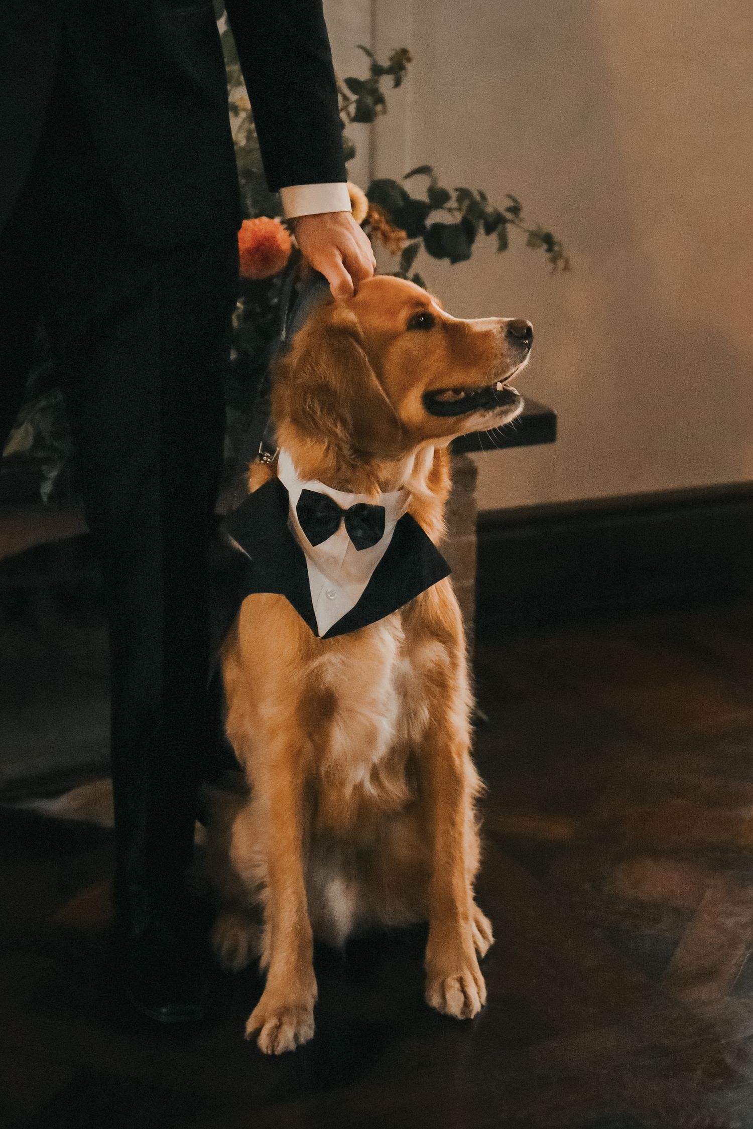 Golden retriever dog wearing a black bow tie sits elegantly in formal attire against dark background.