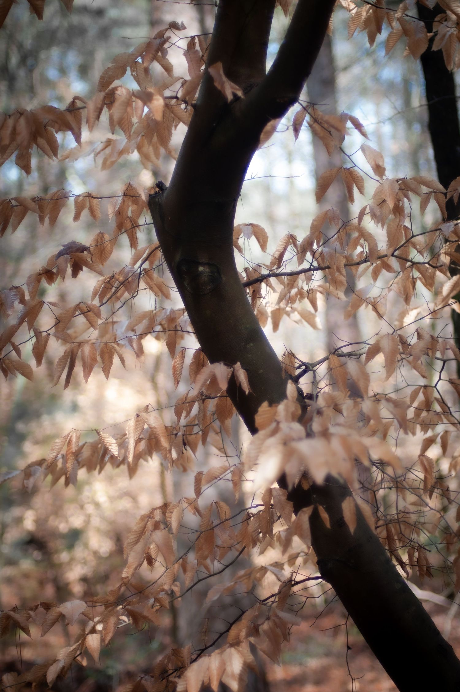 A tree winds through the frame, its pale autumn leaves slightly blurred in a flurry surrounding the dark trunk