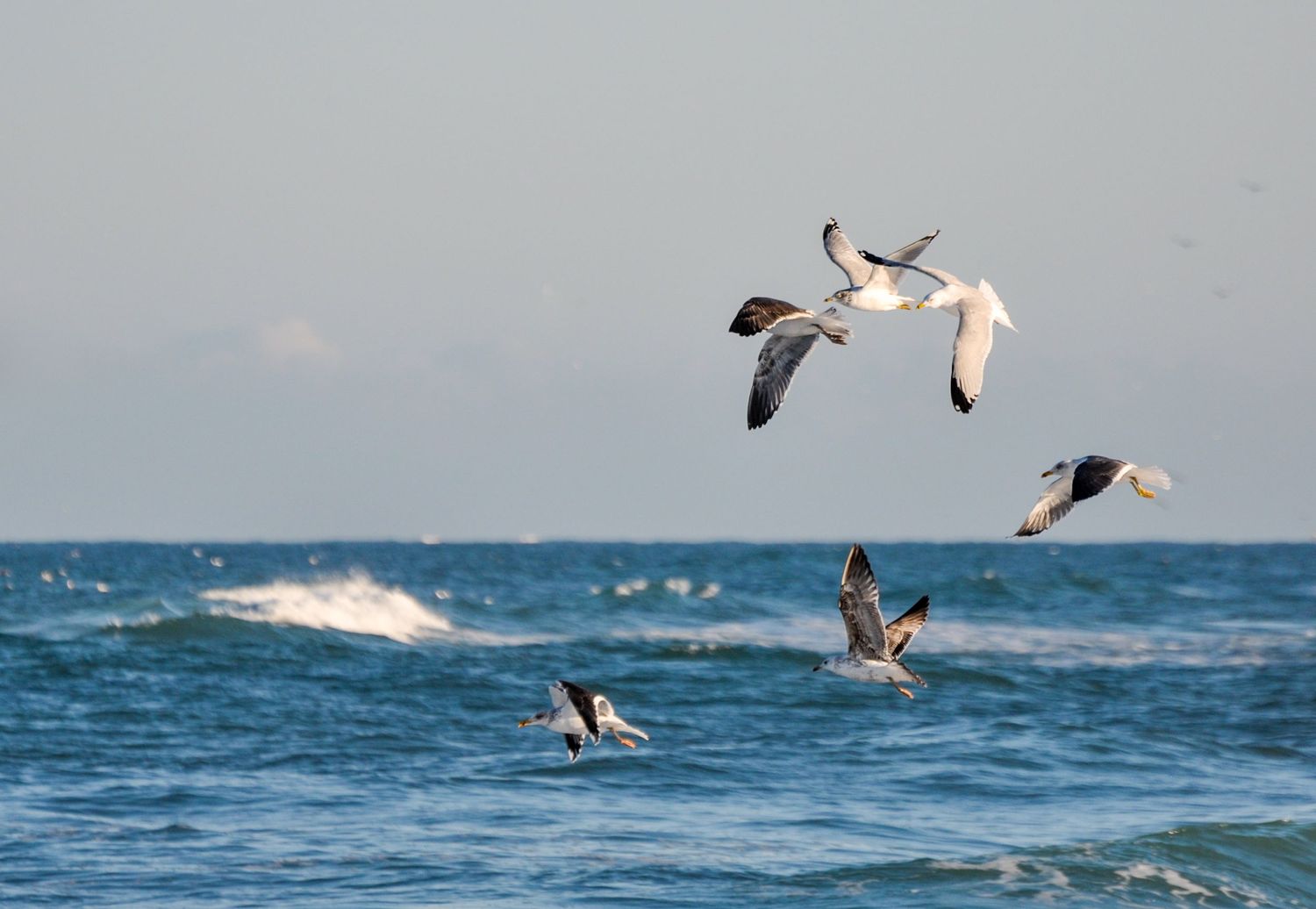 Seagulls in unstructured flight, embraced by the open sky and ocean water