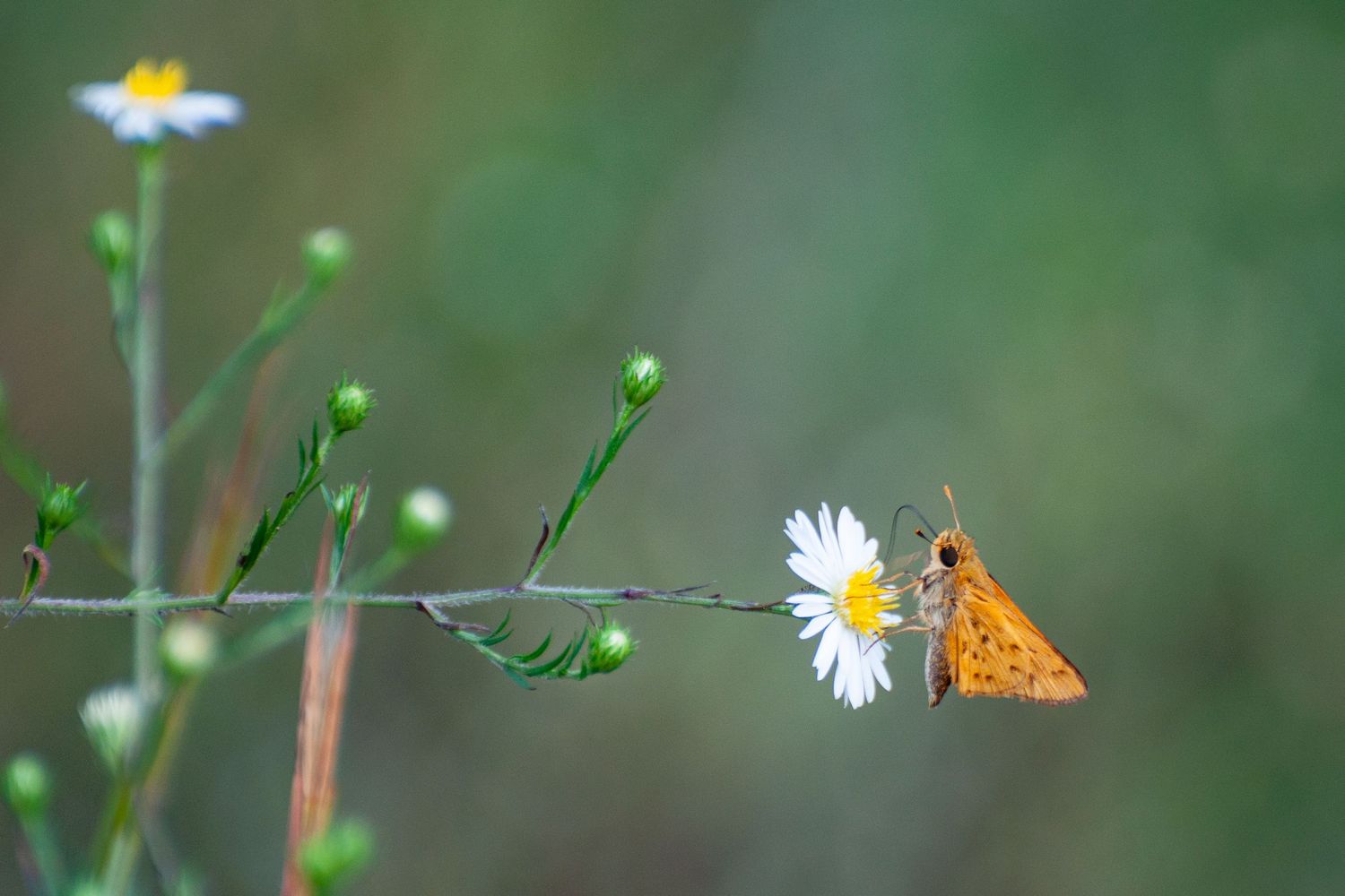 Small, bright moth perched on a flower