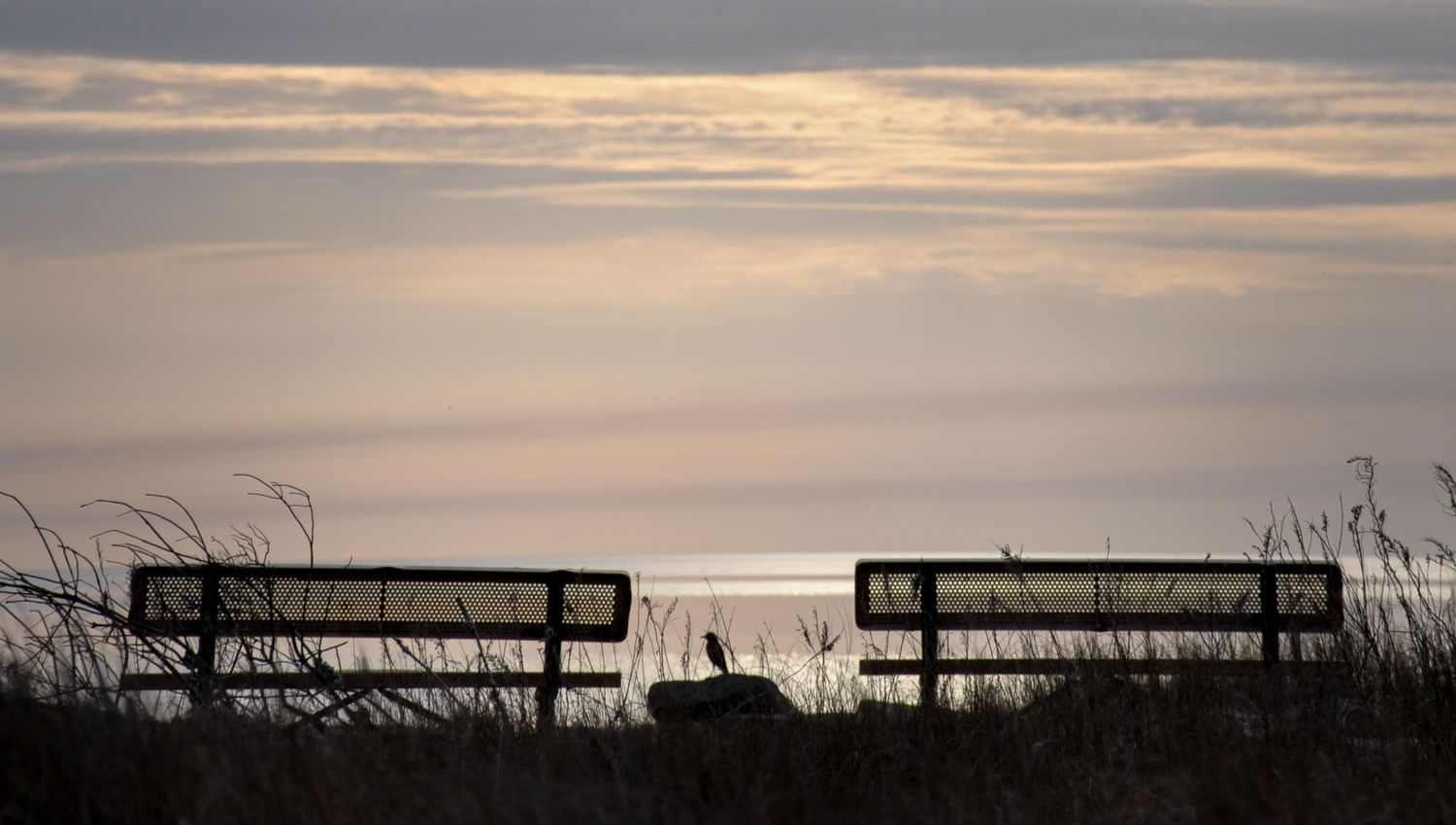 Symmetric composition of benches and a bird perched on a rock at sunset