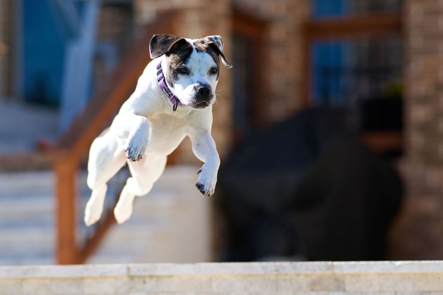 A white Jack Russell terrier leaps energetically through the air with focused determination.