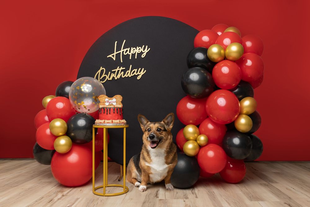A Corgi sits by a birthday display with red and black balloon arch and gold decorative stand against a red backdrop.