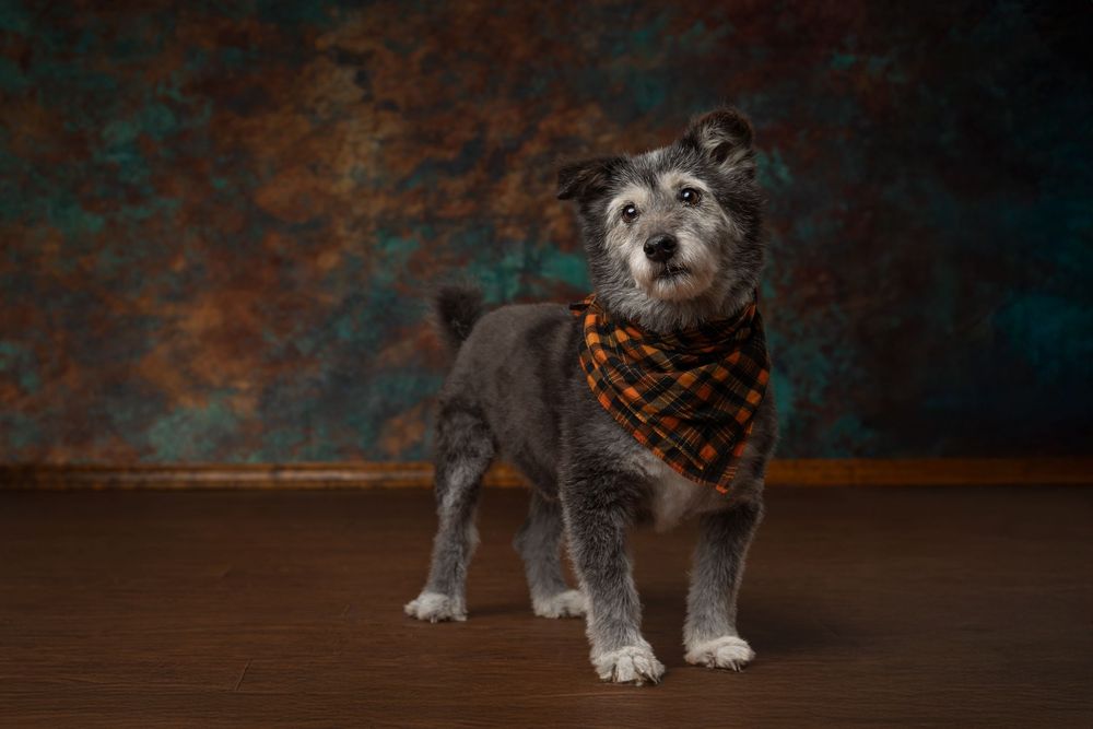 Gray terrier mix wearing orange plaid bandana poses against dark artistic background.