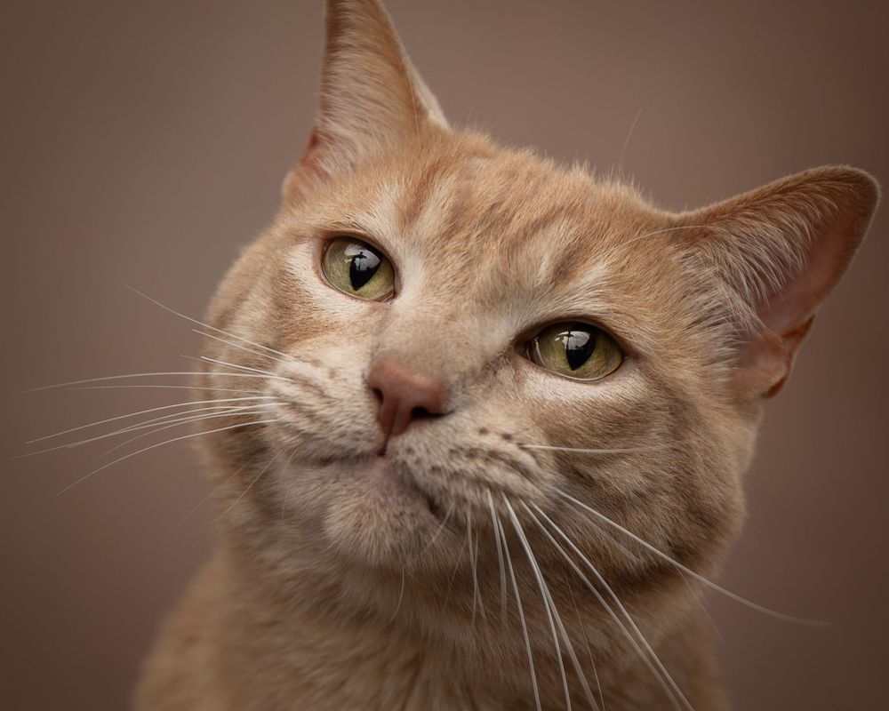 Close-up portraits of a cream-colored cat with green eyes showing different angles and expressions.