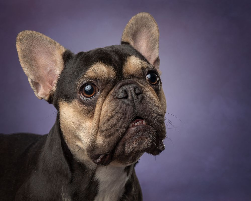 A close-up profile shot of a French Bulldog's face against a dark background. Dog portrait Ada Oklahoma photographer