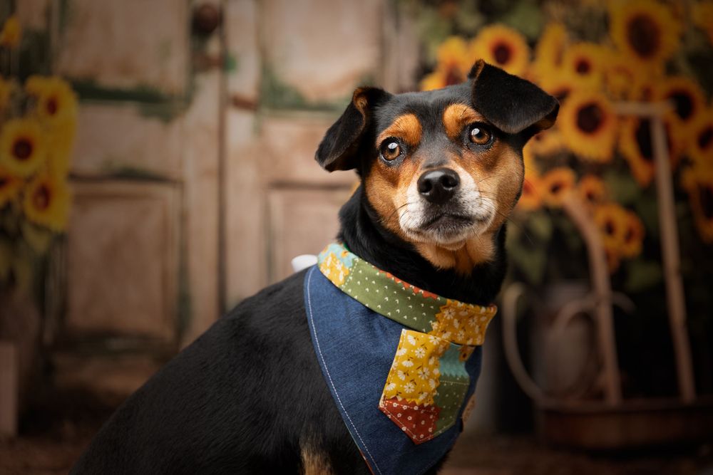 Black and tan dog wearing navy bandana posed with sunflowers in background.