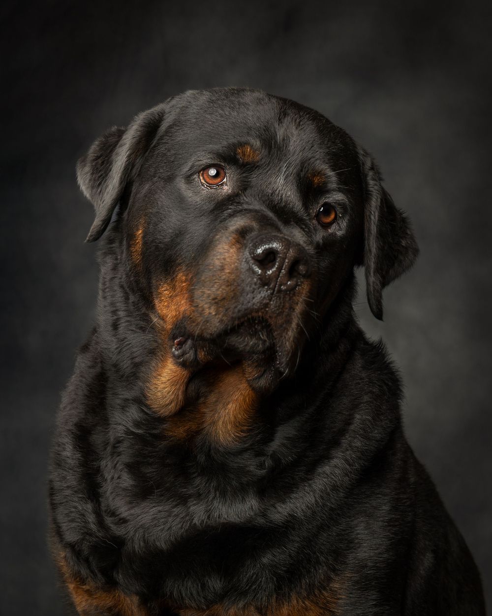 A dramatic close-up portrait of a black and tan Rottweiler dog against a dark background. Dog portrait Ada Oklahoma photographer